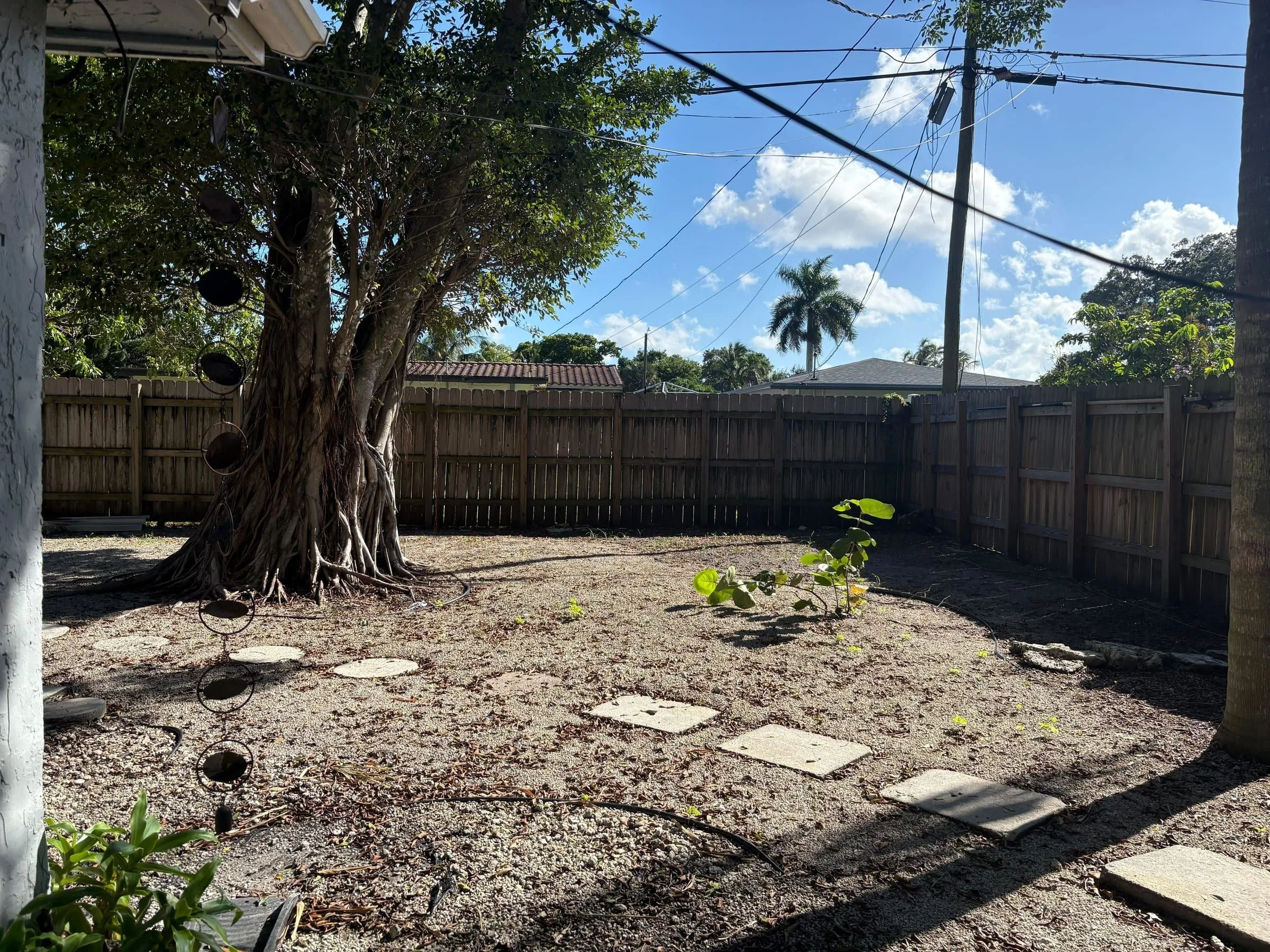 Bare dirt backyard with scattered stepping stones under a large ficus tree